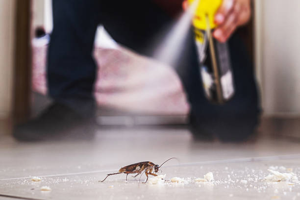 Best Spider Control Near Me  in Cadiz, OH